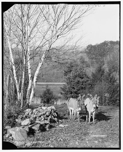 Donkeys in Berkshire Park, Pittsfield, Mass.