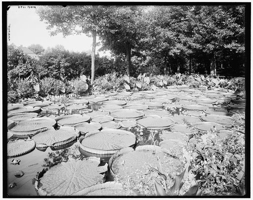 St. Paul, Minn., Como Park, lily pond