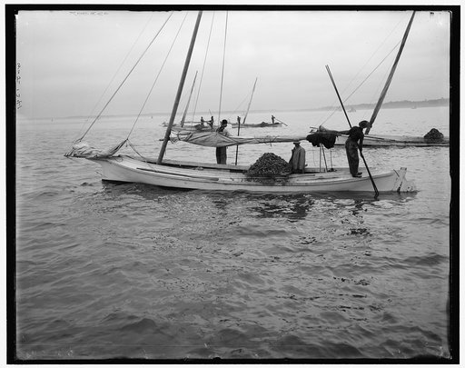 Oyster dredging