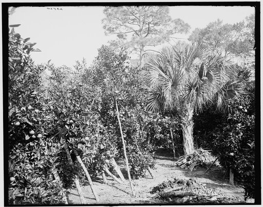 Ormond, Fla., orange trees