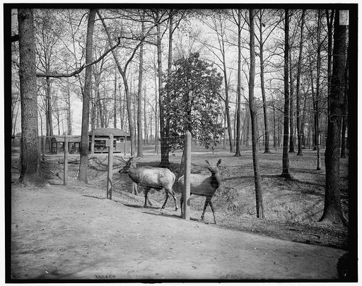 Toledo, Ohio, elks in Malbridge [i.e. Walbridge] Park