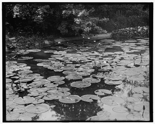 Chicago, Ill., lily pond, Washington Park