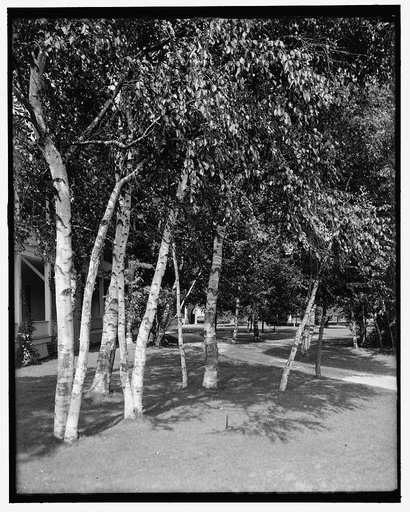 Charlevoix, Mich., silver birches at the Inn