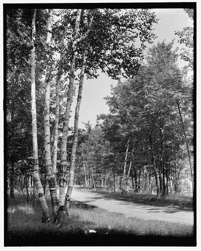 Marquette, Mich., the Five Sisters (birches), Presque Isle