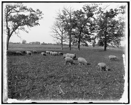 Leicestershire sheep