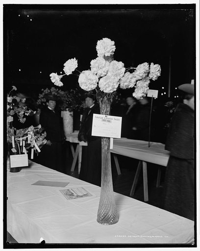 Detroit, Mich., American Carnation Society Exhibition, 1st prize, J.B. Valentine