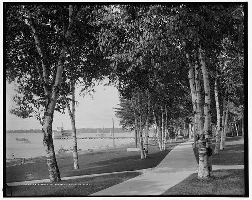 Birches at Weque-Ton-Sing, Mich.