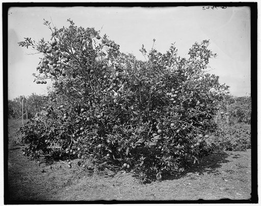 Palm Beach, Fla., orange & grape fruit on same tree
