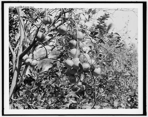 Cluster of grape fruit