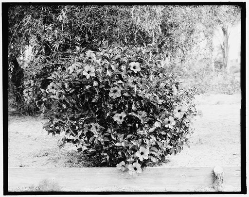 Miami, Fla., hibiscus in blossom