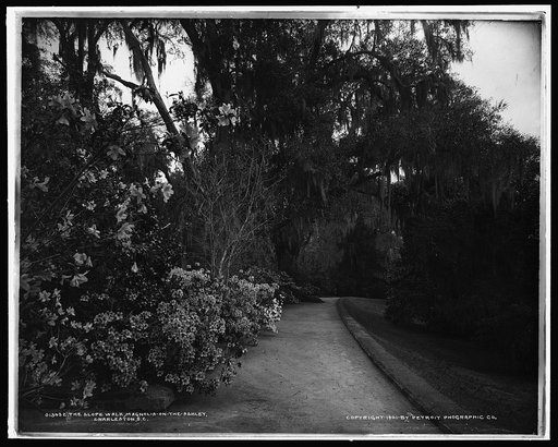 The Slope walk, Magnolia-on-the-Ashley, [Magnolia Gardens], Charleston, S.C.