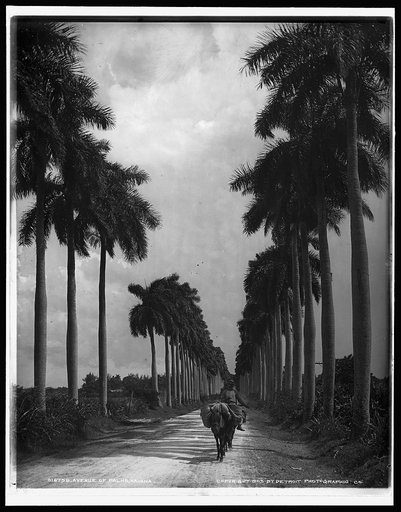 Avenue of Palms, Havana