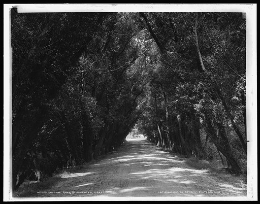 Willow Road, Gloucester, Mass.