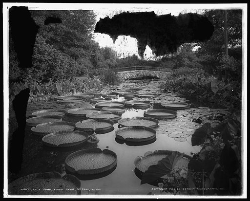 Lily pond, Como Park, St. Paul, Minn.