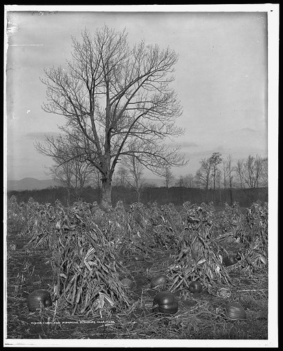 Corn and pumpkins, Berkshire Hills, Mass.