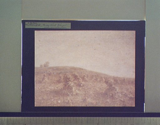 The cornfield