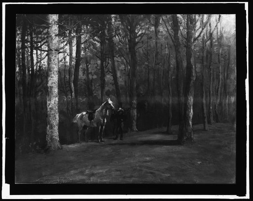 Pine woods, Magnolia, Mass.