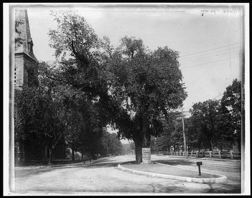 The Washington elm, Cambridge, Mass.