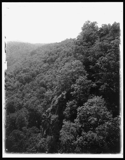 Mountainside with trees