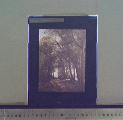 A lane through the trees