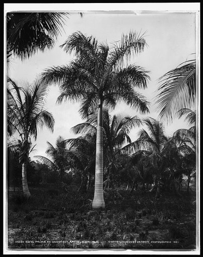 Royal palms at Cocoanut [i.e. Coconut] Grove, Miami, Fla.