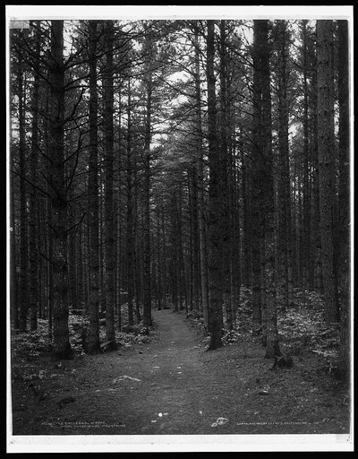 The Cathedral woods, North Conway, White Mountains
