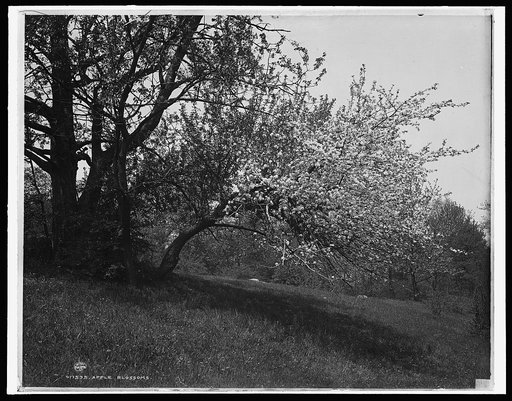 Apple blossoms