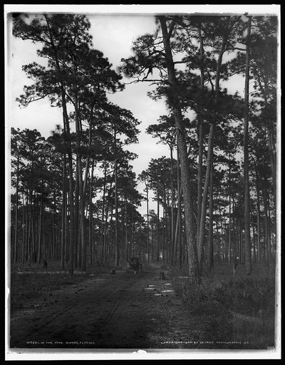 In the pine woods, Florida