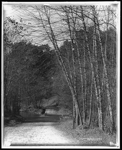 Black birches, Zoo park [National Zoological Park], Washington, D.C.