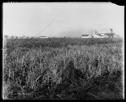 Cane fields, Barnside, La.