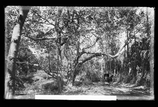 Cooper's [sic] Canyon