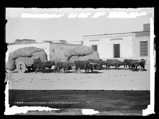 Guadalajara, carretas and oxen