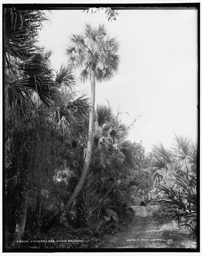 Lovers Lane near Ormond