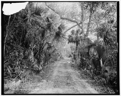 Ormond Hammock, The