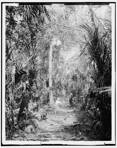 In the Ormond hammock