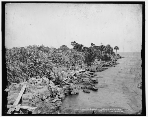 Coquina shore line, Indian River