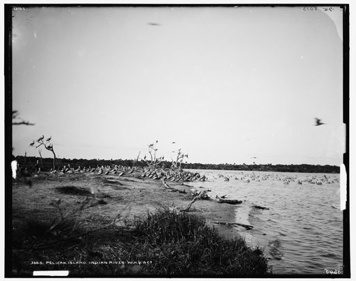 Pelican Island, Indian River