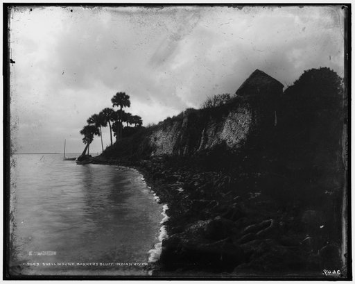 Shell mound Barker's Bluff, Indian River