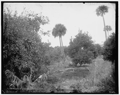 Grove at Barker's Bluff