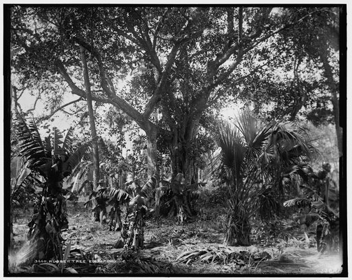 Rubber tree, Eden