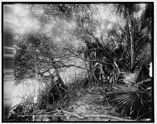 Mangroves in Jupiter Narrows