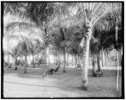 Cocoanut grove at McCormick's, Lake Worth, Fla.