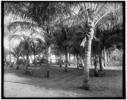Cocoanut grove at McCormick's, Lake Worth, Fla.