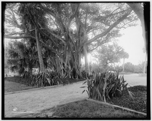 Cragin's rubber tree