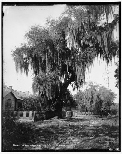Live oak near Seville, Fla.