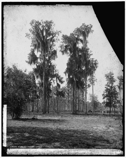 Florida pines