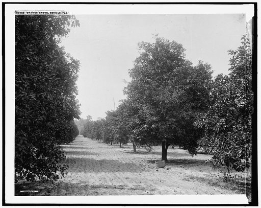 Orange grove, Seville, Fla.