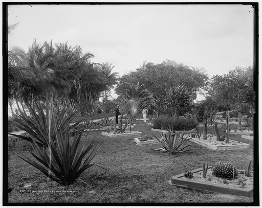 Cragin's, the cactus garden