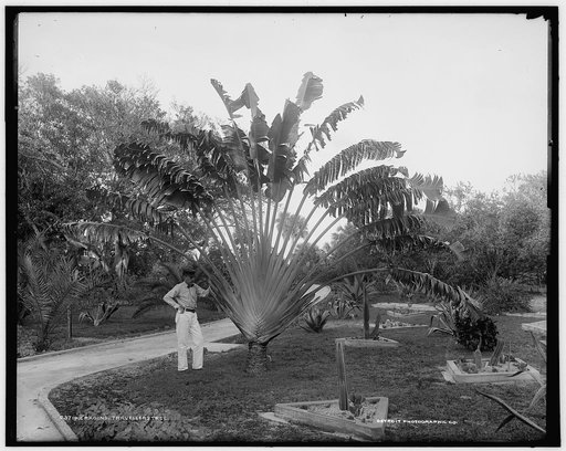 Cragin's, travellers' tree
