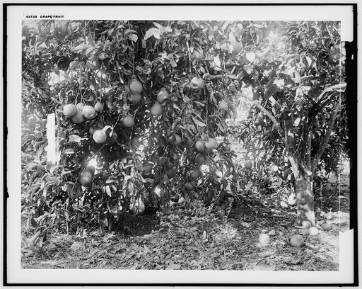 Grape fruit